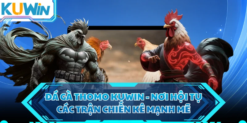 Đá Gà Thomo KUWIN - Nơi Hội Tụ Các Trận Chiến Kê Mạnh Mẽ