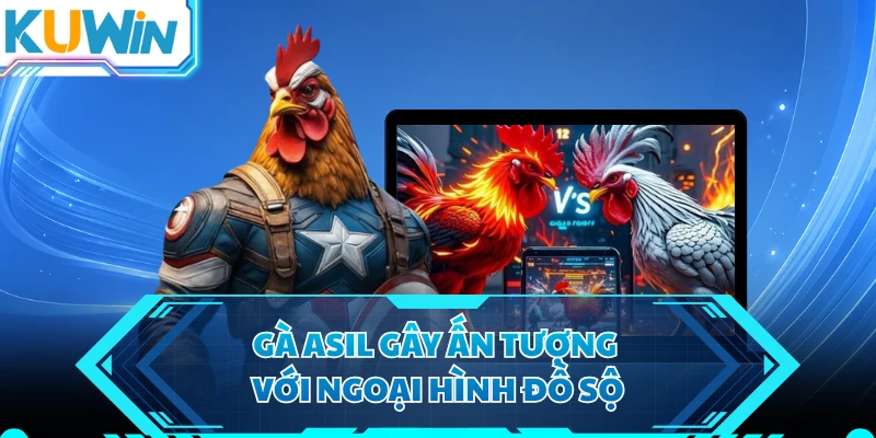 Gà Asil gây ấn tượng với ngoại hình đồ sộ