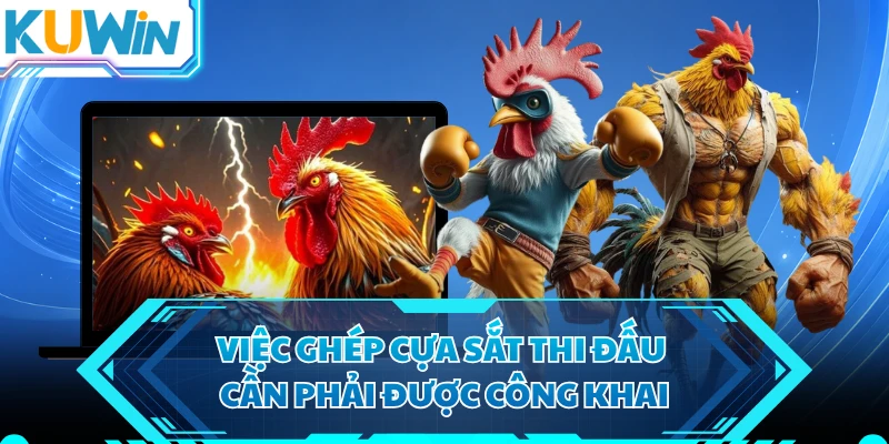 Việc ghép cựa sắt thi đấu cần phải được công khai